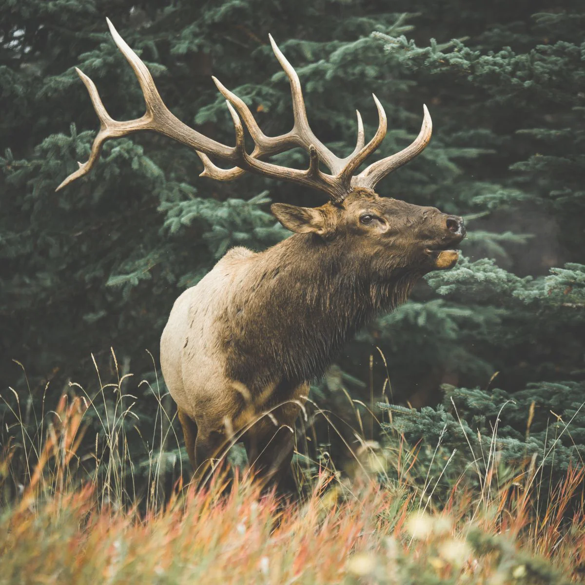 The Marksman | Men's Gold Wedding Band with Elk Antler - Image 7